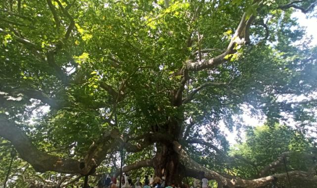 Tarihi İnkaya Çınarı turistler tarafından yoğun ilgi görüyor