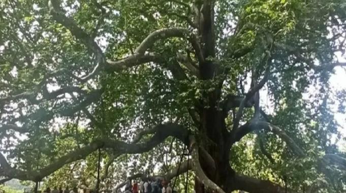 Tarihi İnkaya Çınarı turistler tarafından yoğun ilgi görüyor