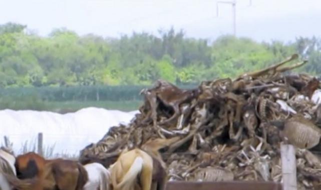 Ümit Yenişehirli yazdı: Köpekler için her yıl 7 milyar hayvan öldürülüyor