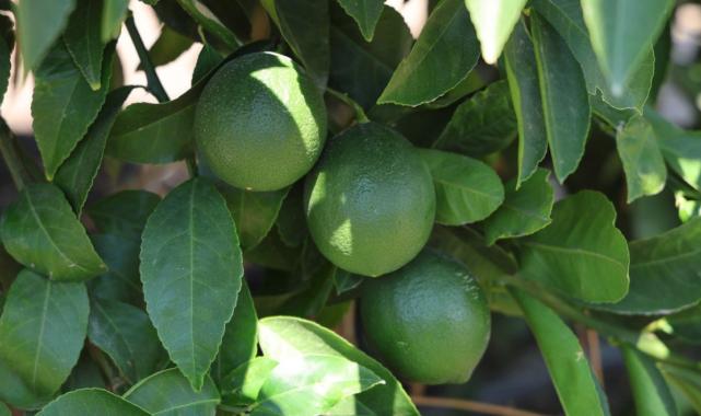Adana’da mayer cinsi limonun hasadı erken başladı: Fiyatları düşürecek hasat