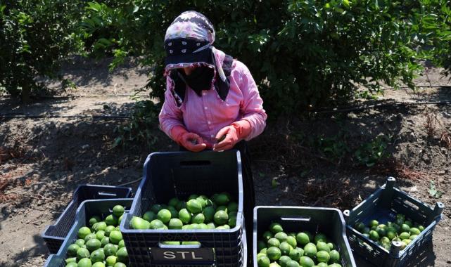 Adana’da mayer cinsi limonun hasadı erken başladı: Fiyatları düşürecek hasat