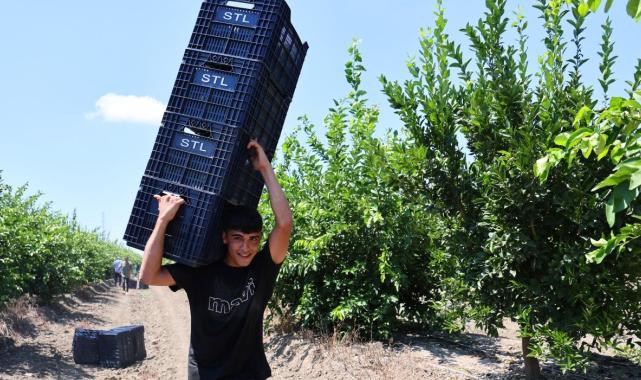 Adana’da mayer cinsi limonun hasadı erken başladı: Fiyatları düşürecek hasat