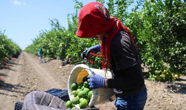 Adana’da mayer cinsi limonun hasadı erken başladı: Fiyatları düşürecek hasat