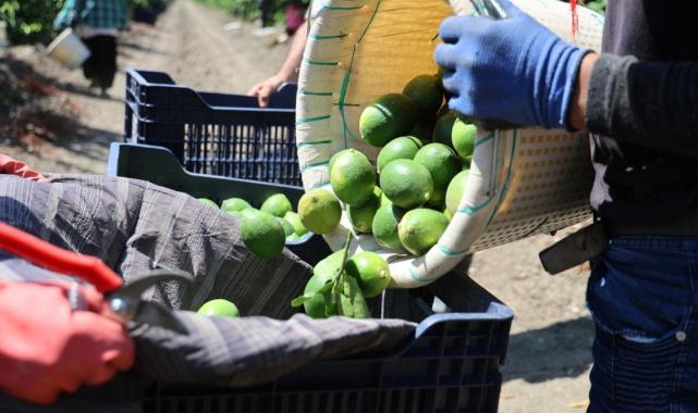 Adana’da mayer cinsi limonun hasadı erken başladı: Fiyatları düşürecek hasat