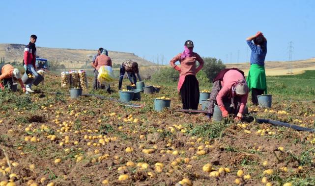 Aksaray'da tarlalarda patates fiyatları dibi gördü : 5 TL'den satılıyor