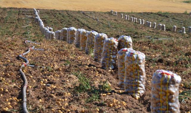 Aksaray'da tarlalarda patates fiyatları dibi gördü : 5 TL'den satılıyor