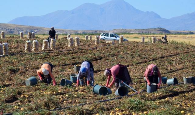 Aksaray'da tarlalarda patates fiyatları dibi gördü : 5 TL'den satılıyor