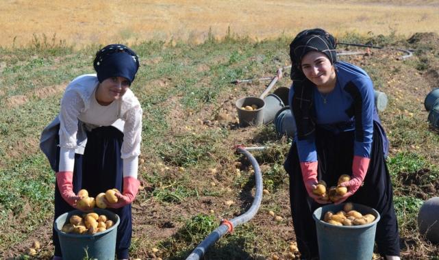 Aksaray'da tarlalarda patates fiyatları dibi gördü : 5 TL'den satılıyor