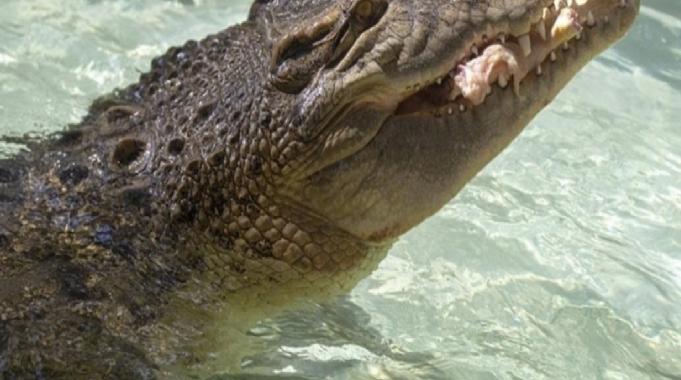 Avustralya'da timsahın karnında insan kalıntıları bulundu