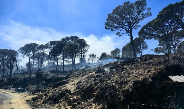 Aydın'da yanan arazilerde hasar tespit çalışmaları başlatıldı