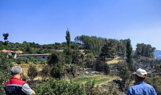 Aydın'da yanan arazilerde hasar tespit çalışmaları başlatıldı