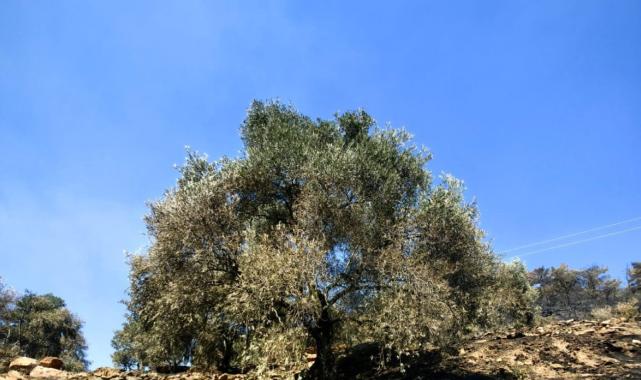 Aydın'da yanan arazilerde hasar tespit çalışmaları başlatıldı