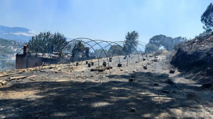 Aydın&#039;da yanan arazilerde hasar tespit çalışmaları başlatıldı