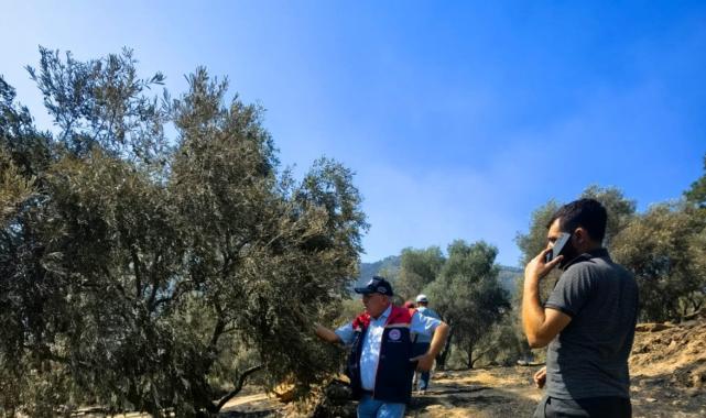 Aydın'da yanan arazilerde hasar tespit çalışmaları başlatıldı