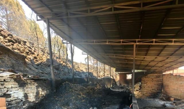 Aydın'da yanan arazilerde hasar tespit çalışmaları başlatıldı