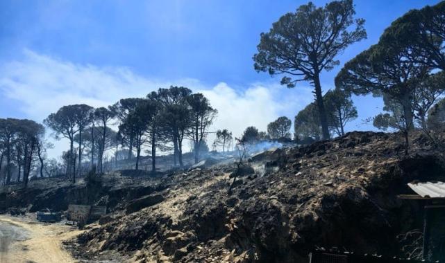 Aydın'da yangın sonrası hasar tespit çalışmaları