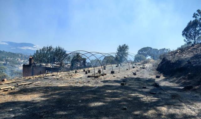 Aydın'da yangın sonrası hasar tespit çalışmaları