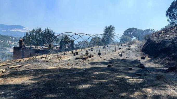 Aydın'da yangın sonrası hasar tespit çalışmaları