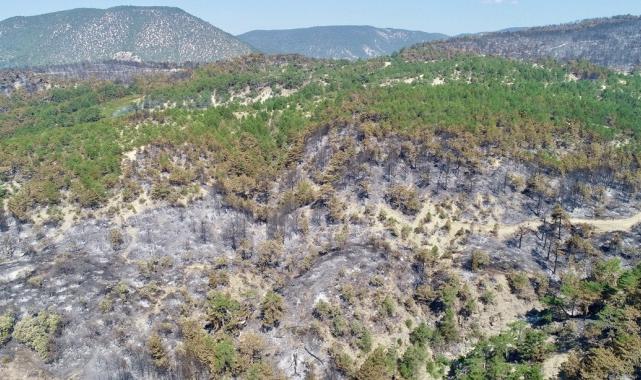 Bolu, Aydın ve İzmir Yamanlar'da çıkan yangınlarda zarar gören alan görüntülendi