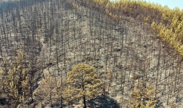 Bolu, Aydın ve İzmir Yamanlar'da çıkan yangınlarda zarar gören alan görüntülendi