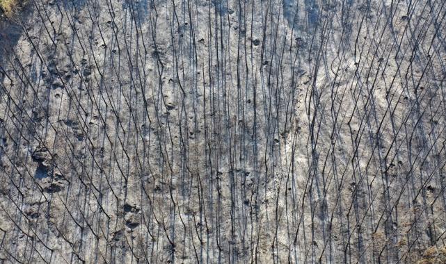 Bolu, Aydın ve İzmir Yamanlar'da çıkan yangınlarda zarar gören alan görüntülendi