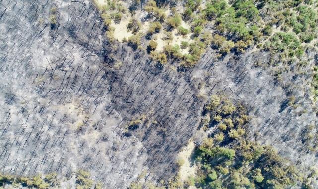 Bolu, Aydın ve İzmir Yamanlar'da çıkan yangınlarda zarar gören alan görüntülendi