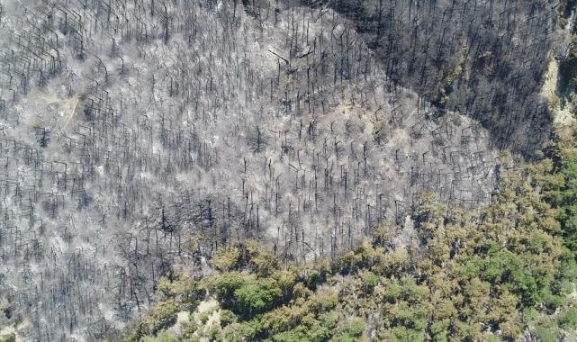 Bolu, Aydın ve İzmir Yamanlar'da çıkan yangınlarda zarar gören alan görüntülendi