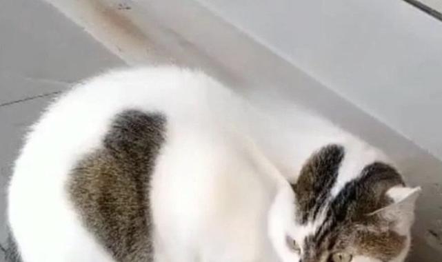 Bursa esnafının maskotu 'Kontes' buzdolabında ölü bulundu