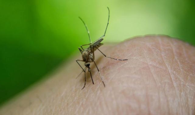 Bursa’da Batı Nil Virüsü tehlikesi büyüyor