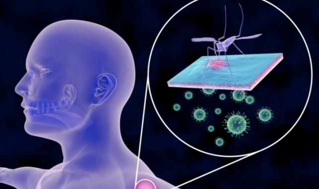 Bursa’da Batı Nil Virüsü tehlikesi büyüyor