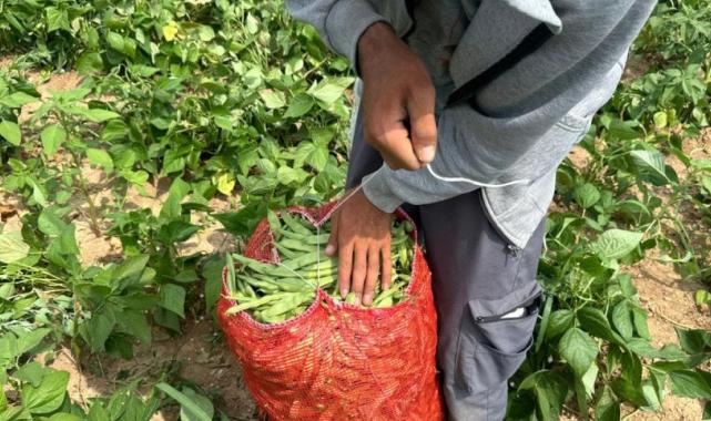 Bursa'da fasulye fiyatları üreticiyi zor duruma soktu