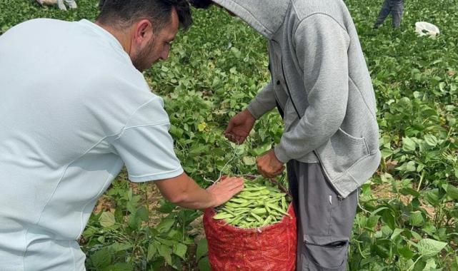 Bursa'da fasulye fiyatları üreticiyi zor duruma soktu