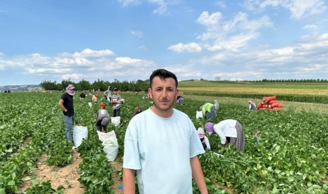 Bursa'da fasulye fiyatları üreticiyi zor duruma soktu
