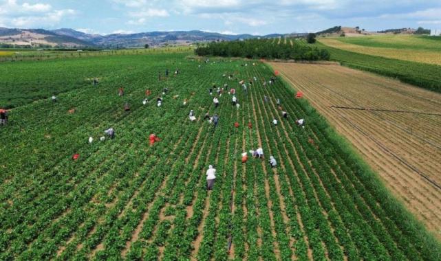 Bursa'da fasulye fiyatları üreticiyi zor duruma soktu