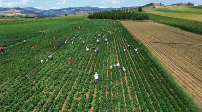 Bursa'da fasulye fiyatları üreticiyi zor duruma soktu