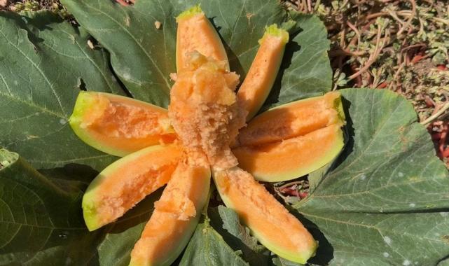 Dışı kavun içi muz: Yozgat'ta 'bağrıbütün kavunu' hasadı başladı