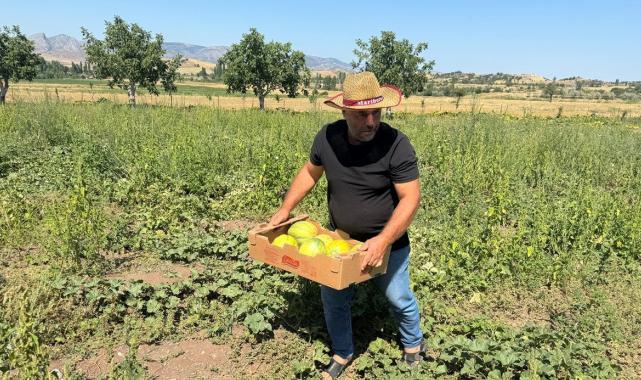 Dışı kavun içi muz: Yozgat'ta 'bağrıbütün kavunu' hasadı başladı