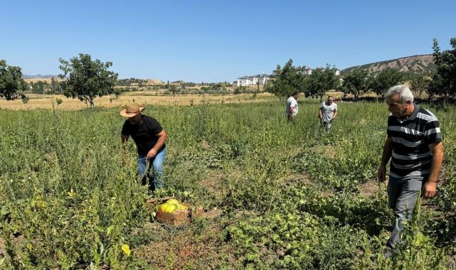 Dışı kavun içi muz: Yozgat'ta 'bağrıbütün kavunu' hasadı başladı