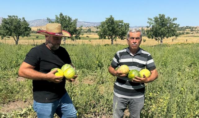 Dışı kavun içi muz: Yozgat'ta 'bağrıbütün kavunu' hasadı başladı