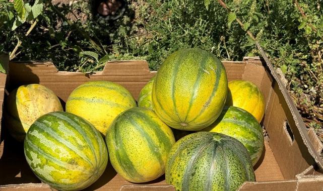 Dışı kavun içi muz: Yozgat'ta 'bağrıbütün kavunu' hasadı başladı