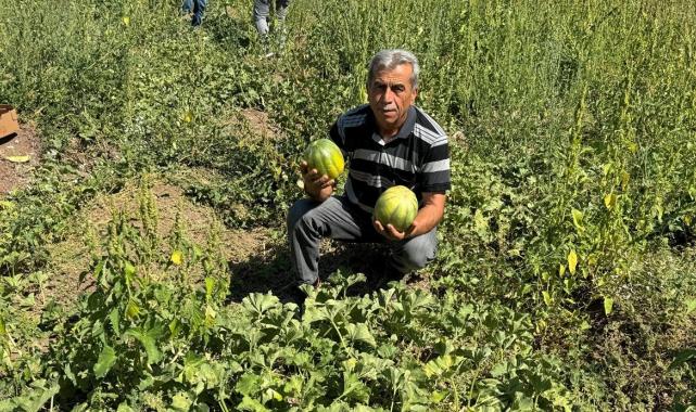 Dışı kavun içi muz: Yozgat'ta 'bağrıbütün kavunu' hasadı başladı