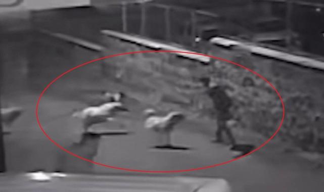 Erzurum'da sokak köpeklerinin saldırısından 'karate hareketleri' yaparak kurtuldu