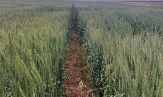 ETi yeni tohum çeşitlerini tescil ettirecek