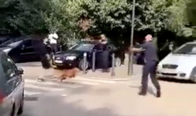Fransa'da polis ağızlıksız gezdirilen köpeği vurdu