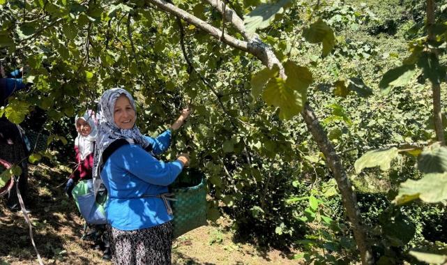 Giresun'da sahil kesimi fındık hasadına başladı