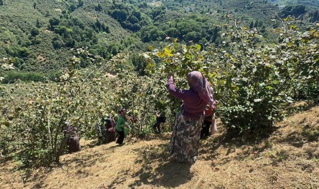 Giresun'da sahil kesimi fındık hasadına başladı