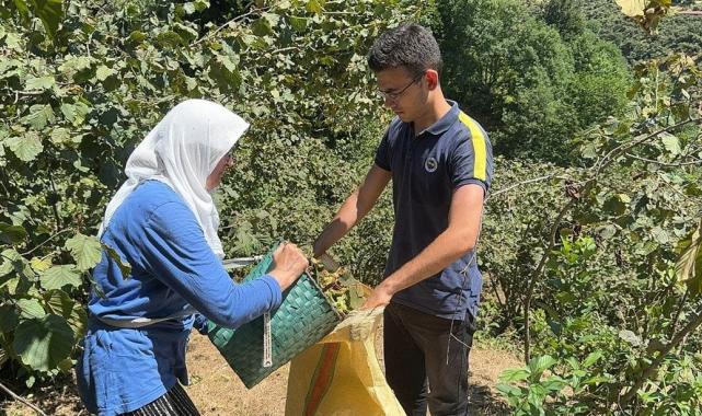 Giresun'da sahil kesimi fındık hasadına başladı