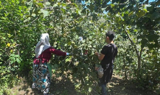Giresun'da sahil kesimi fındık hasadına başladı