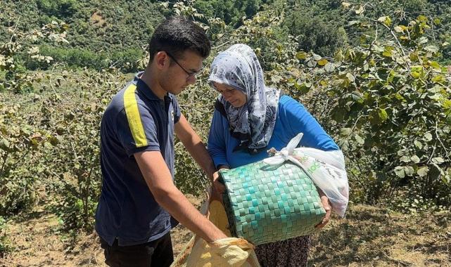 Giresun'da sahil kesimi fındık hasadına başladı