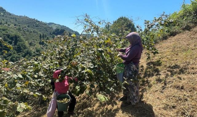 Giresun'da sahil kesimi fındık hasadına başladı